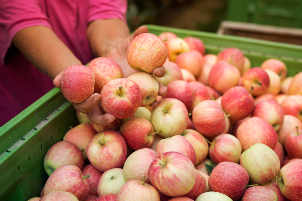 Cosechares Frutales Manzanas Peras ..