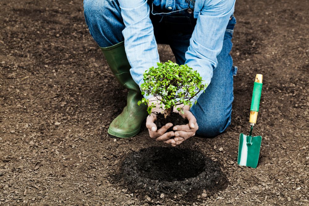 Tree Planting