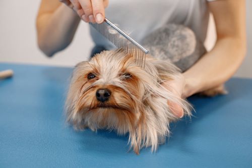 Servicio Peluquería Canina Cursos