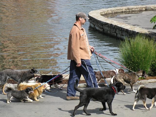 Paseos Caninos