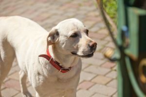  Búsqueda de Mascota Perdida