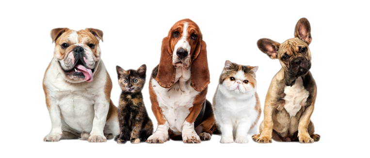 Garden and Pets icon