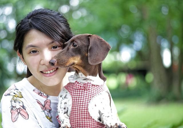 Ropa Accesorios Mascotas Diseño Confección