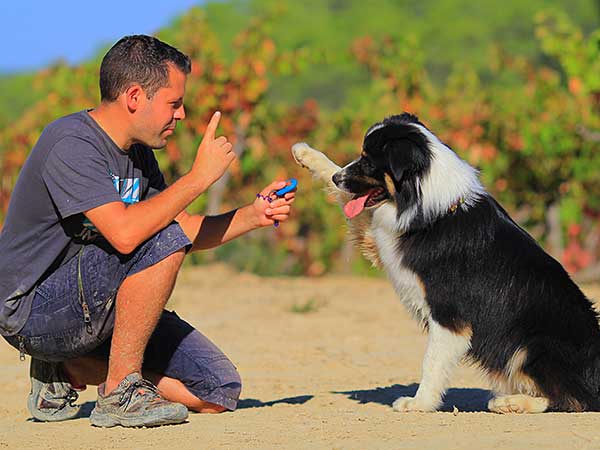 Dog Training Professionals